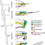 Organ systems of a Cambrian euarthropod larva