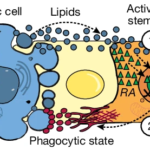 Stem cells tightly regulate dead cell clearance to maintain tissue fitness