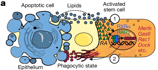 Read more about the article Stem cells tightly regulate dead cell clearance to maintain tissue fitness