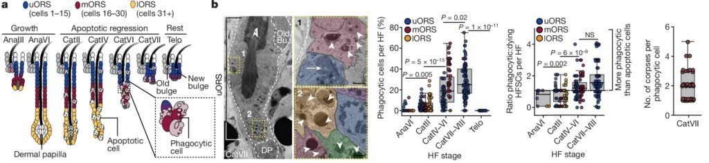 Stem cells tightly regulate dead cell clearance to maintain tissue fitness