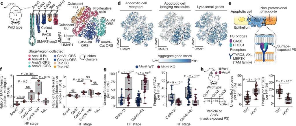 Stem cells tightly regulate dead cell clearance to maintain tissue fitness