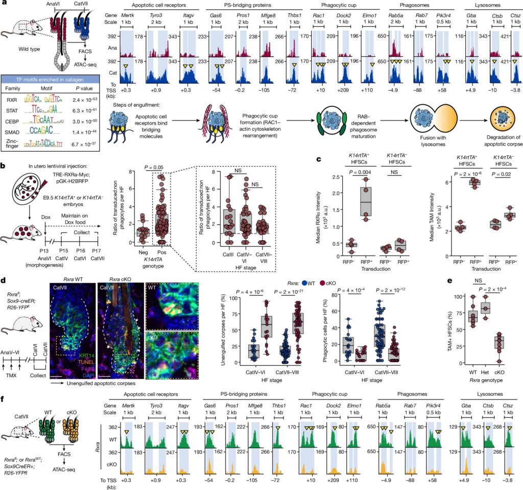 Stem cells tightly regulate dead cell clearance to maintain tissue fitness