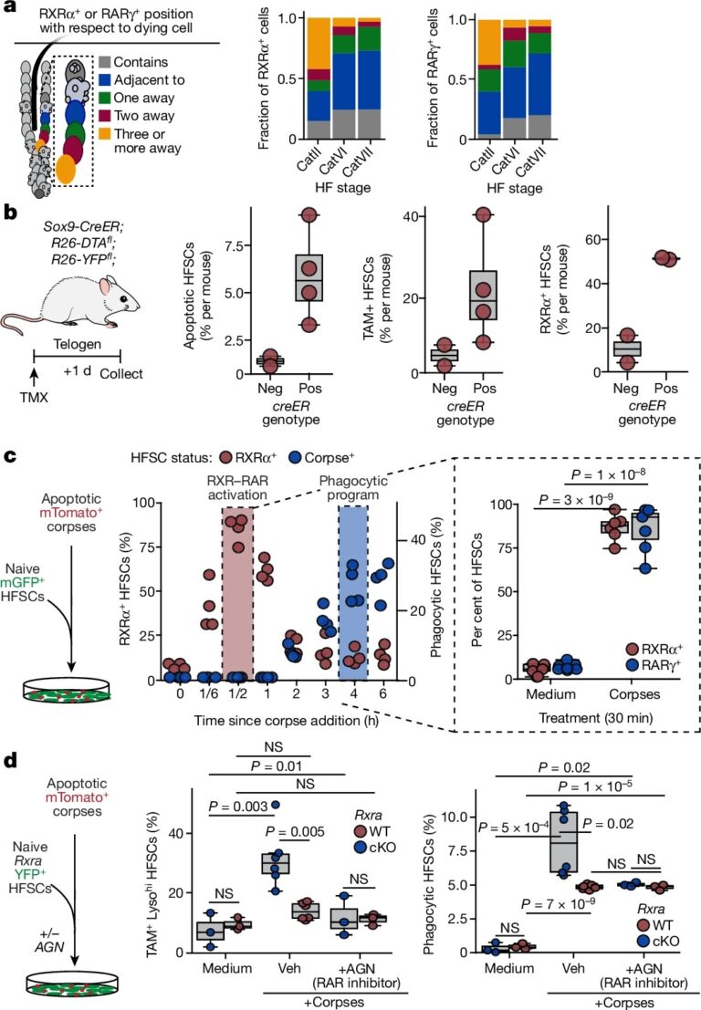 Stem cells tightly regulate dead cell clearance to maintain tissue fitness