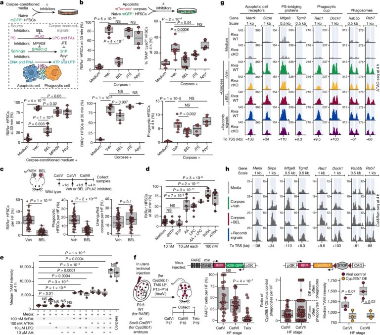 Stem cells tightly regulate dead cell clearance to maintain tissue fitness