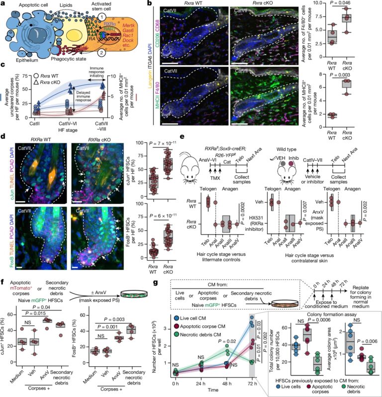 Stem cells tightly regulate dead cell clearance to maintain tissue fitness