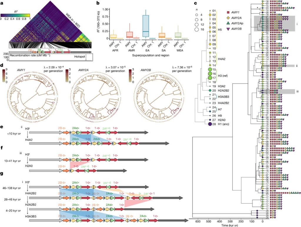 Recurrent evolution and selection shape structural diversity at the amylase locus