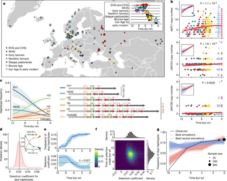 Recurrent evolution and selection shape structural diversity at the amylase locus