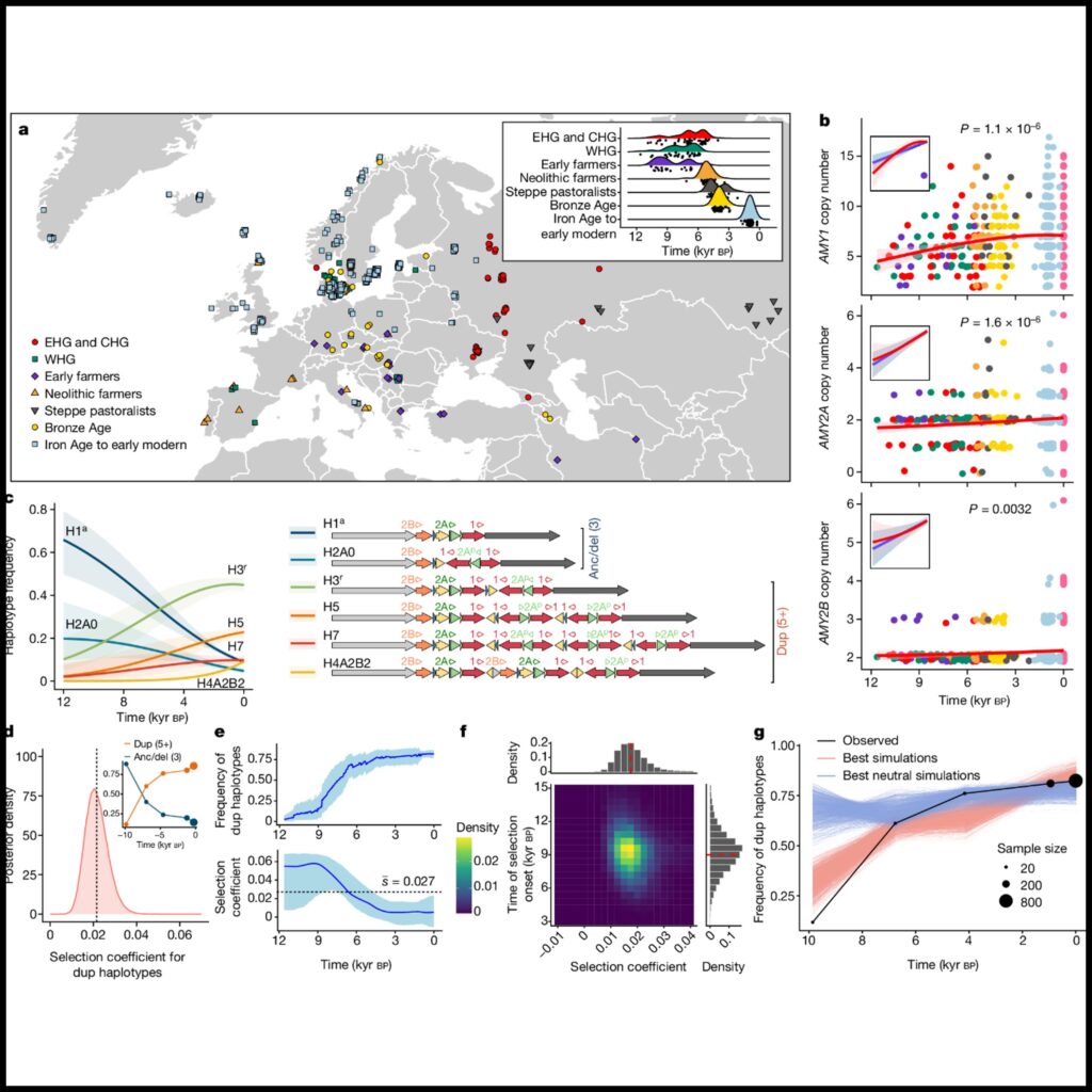 Recurrent evolution and selection shape structural diversity at the amylase locus