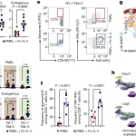 The type 2 cytokine Fc–IL-4 revitalizes exhausted CD8+ T cells against cancer