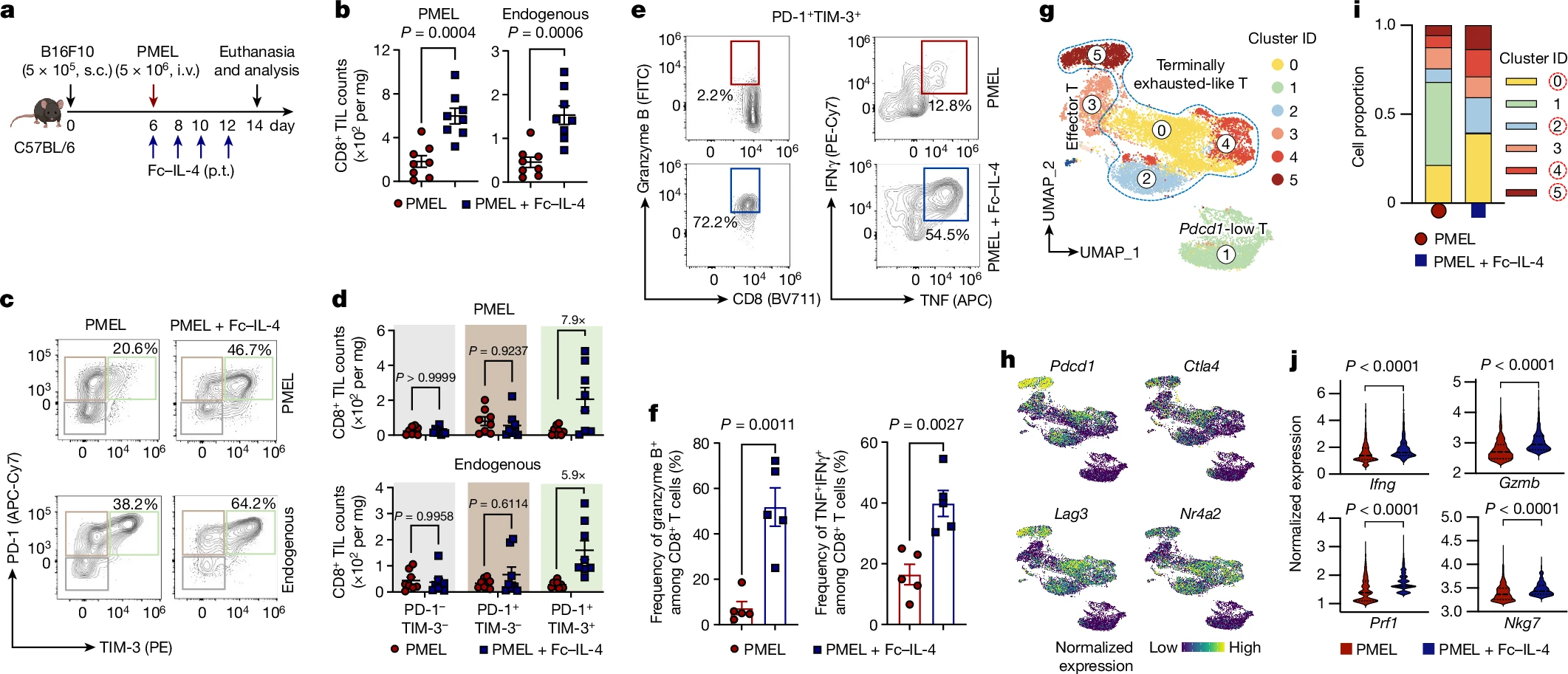 Read more about the article The type 2 cytokine Fc–IL-4 revitalizes exhausted CD8+ T cells against cancer