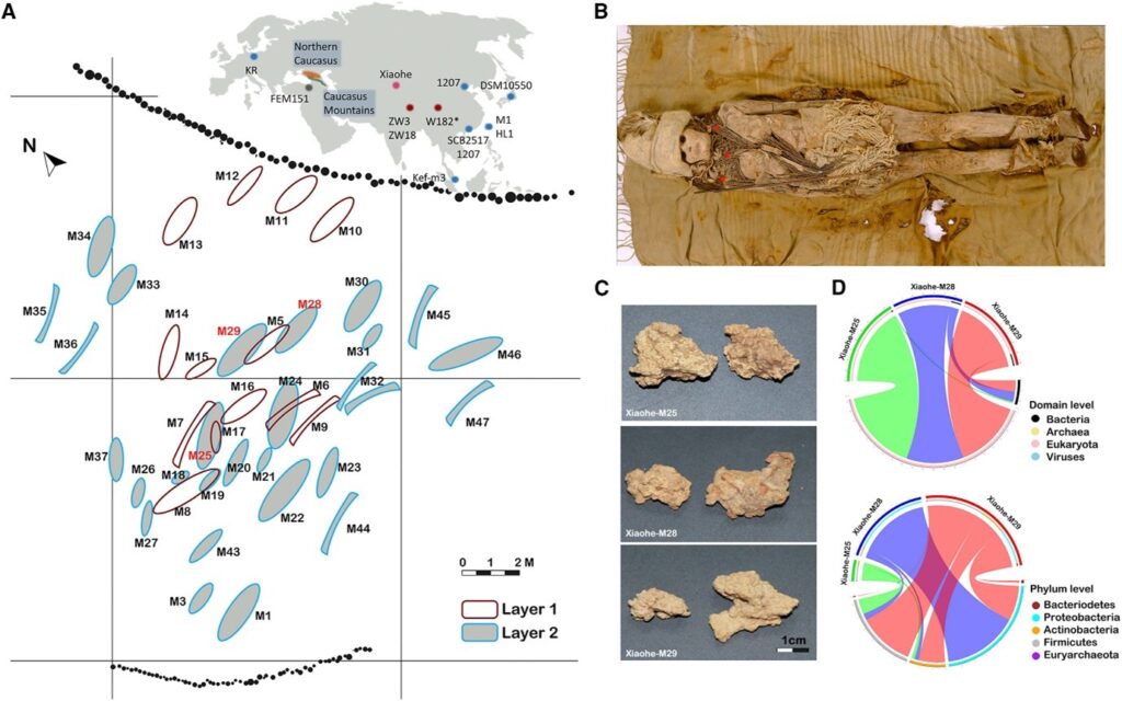 Bronze Age cheese reveals human-Lactobacillus interactions over evolutionary history