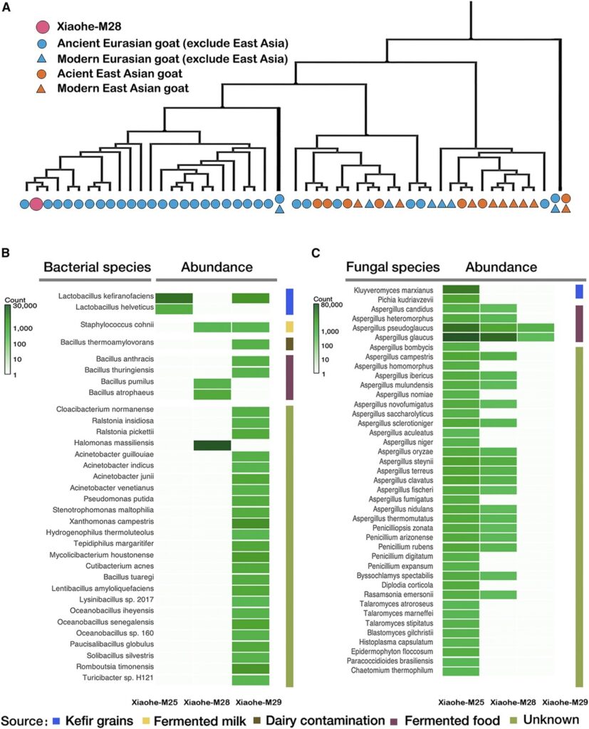 Bronze Age cheese reveals human-Lactobacillus interactions over evolutionary history