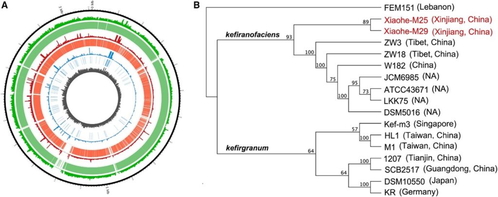 Bronze Age cheese reveals human-Lactobacillus interactions over evolutionary history