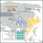 Bronze Age cheese reveals human-Lactobacillus interactions over evolutionary history