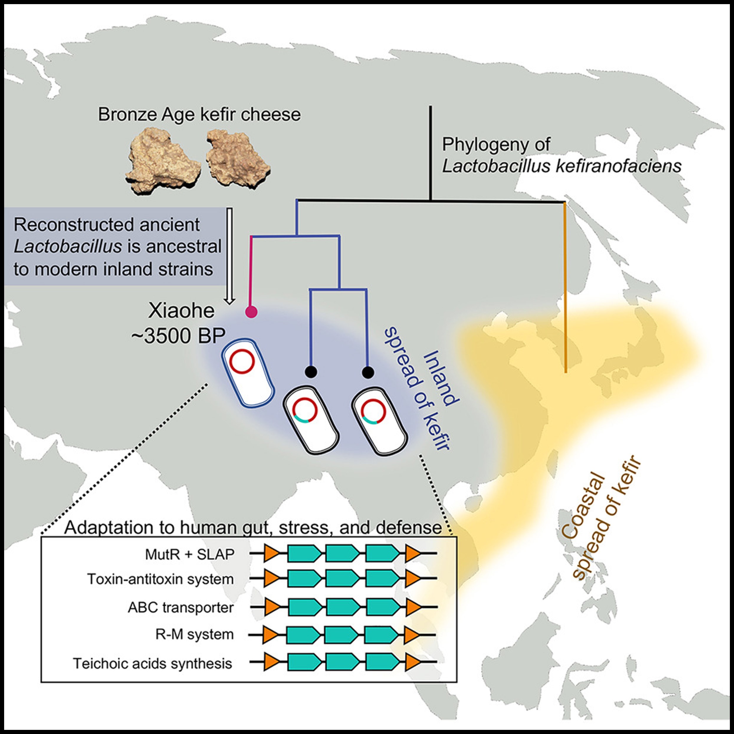 Read more about the article Bronze Age cheese reveals human-Lactobacillus interactions over evolutionary history