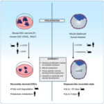 mTOR activity paces human blastocyst stage developmental progression