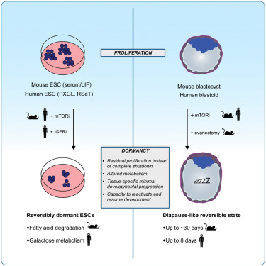 Read more about the article mTOR activity paces human blastocyst stage developmental progression