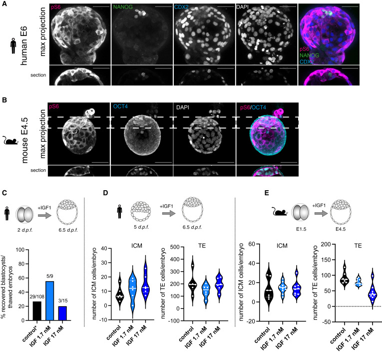 mTOR activity paces human blastocyst stage developmental progression