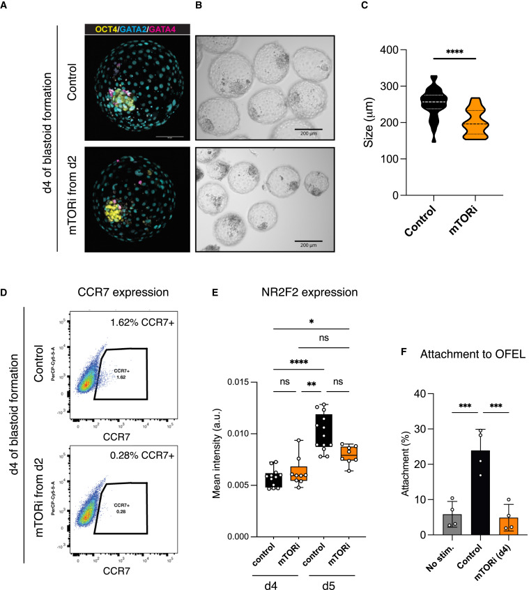 mTOR activity paces human blastocyst stage developmental progression