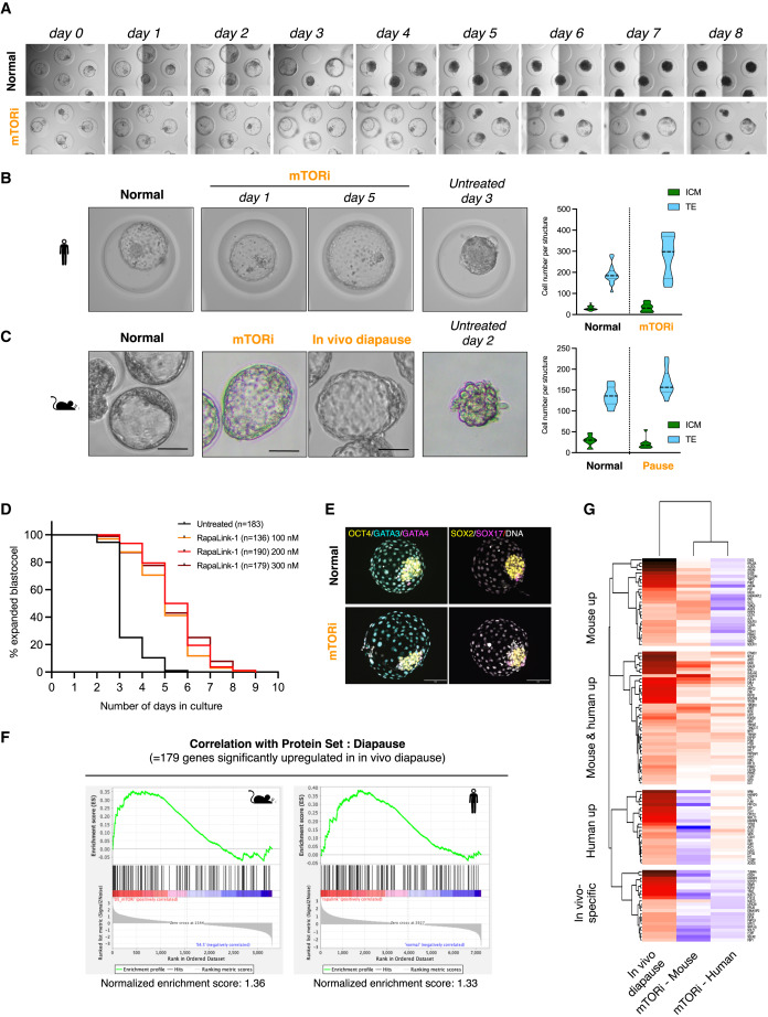 mTOR activity paces human blastocyst stage developmental progression