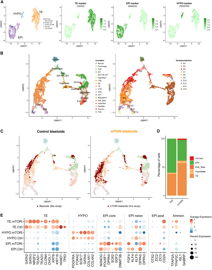 mTOR activity paces human blastocyst stage developmental progression