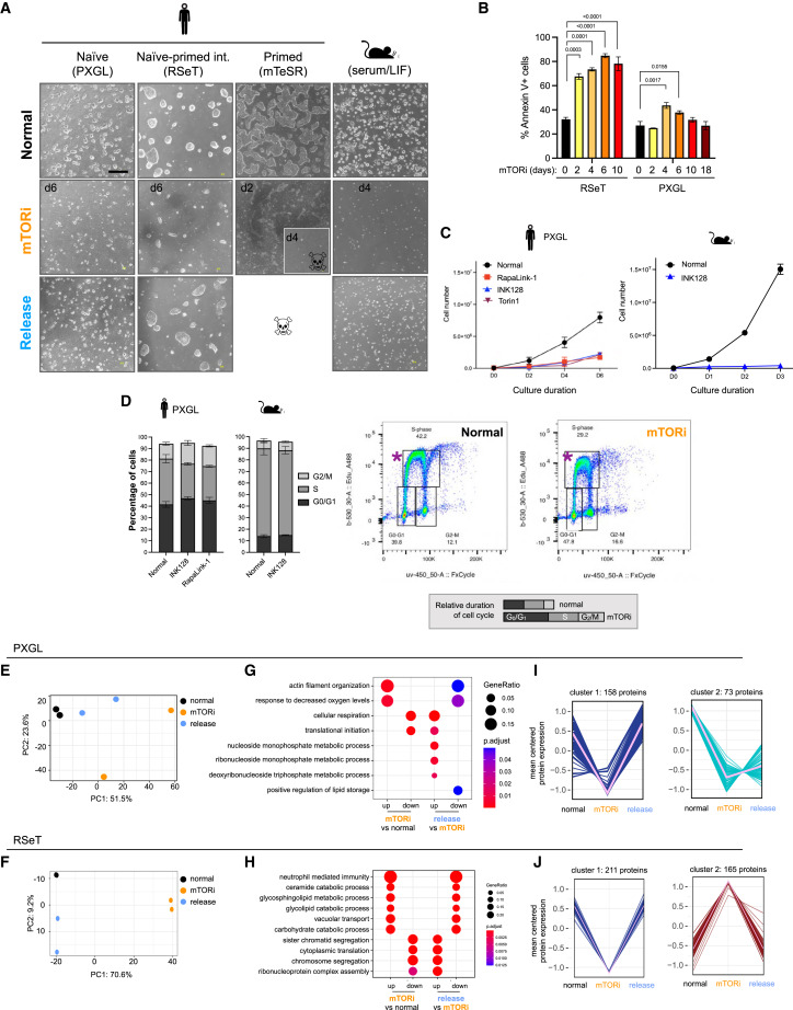 mTOR activity paces human blastocyst stage developmental progression