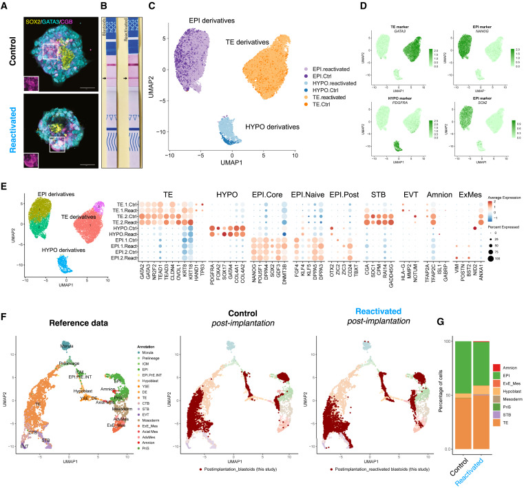 mTOR activity paces human blastocyst stage developmental progression