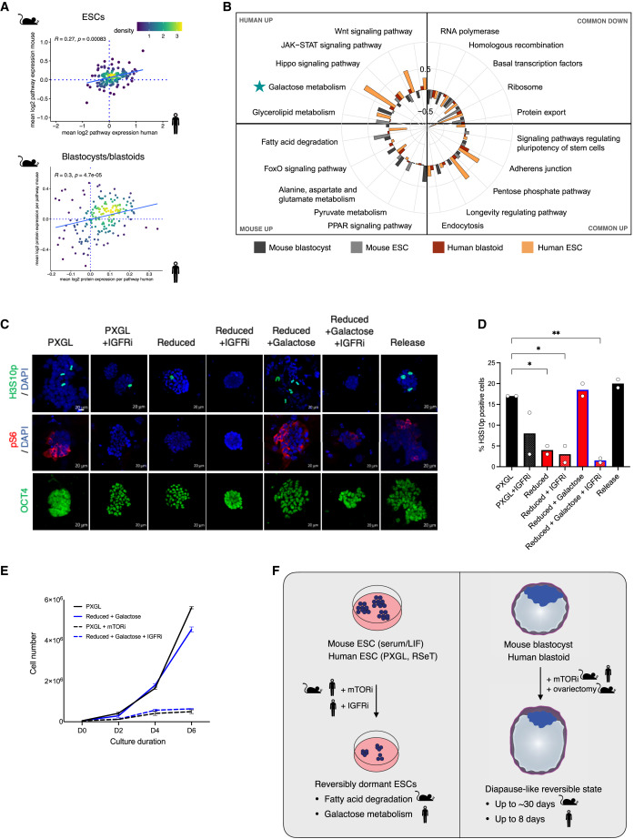 mTOR activity paces human blastocyst stage developmental progression