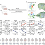 Spatial transcriptomic clocks reveal cell proximity effects in brain ageing