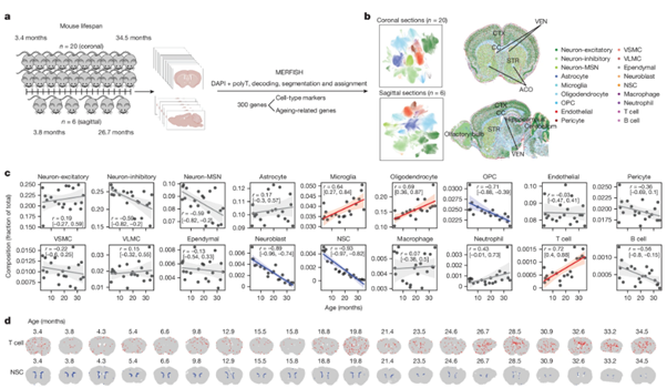 Read more about the article Spatial transcriptomic clocks reveal cell proximity effects in brain ageing