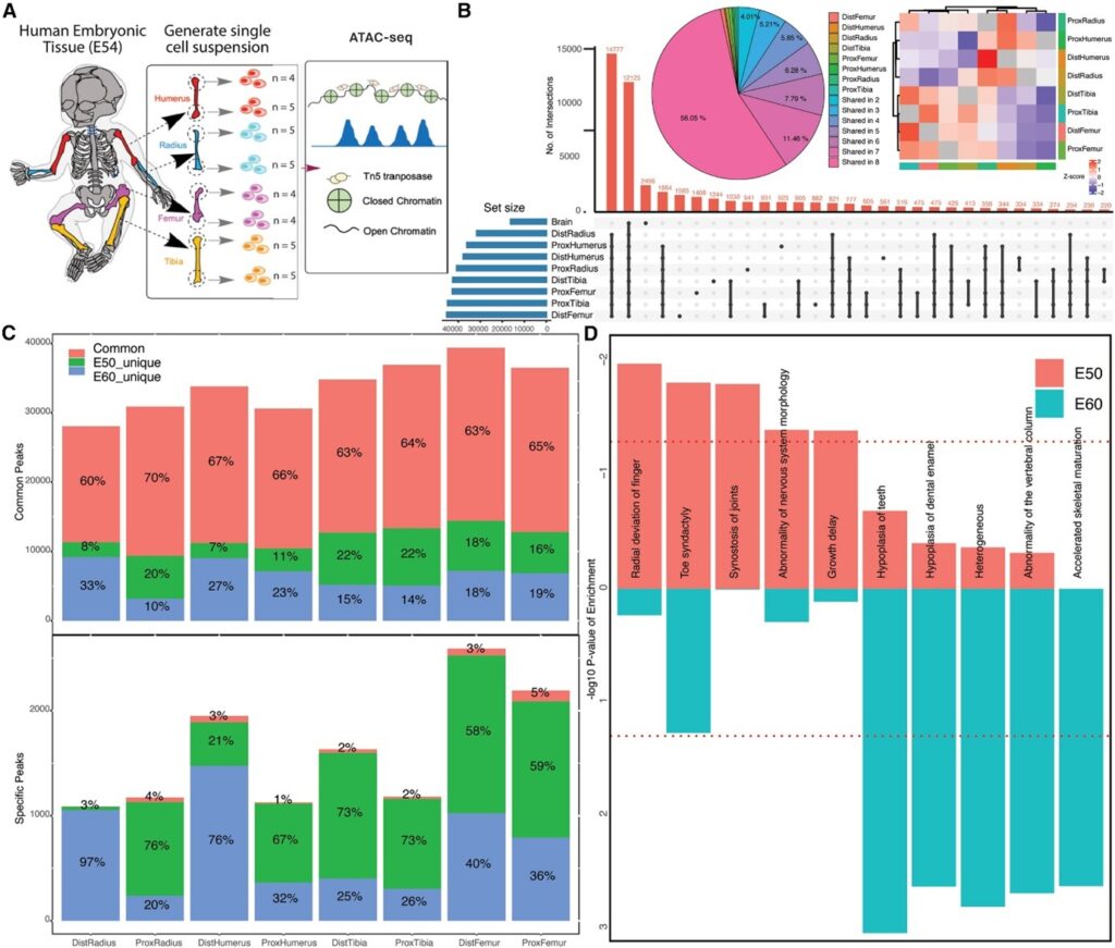 Functional genomics of human skeletal development and the patterning of height heritability