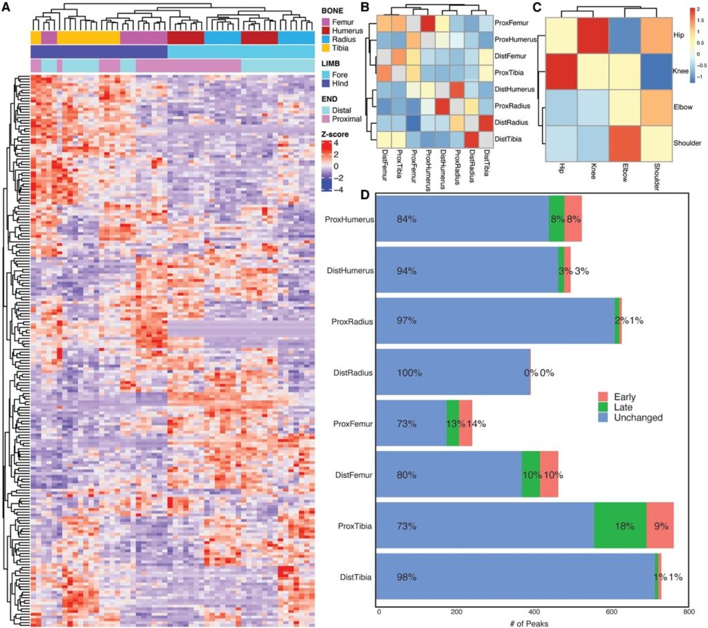 Functional genomics of human skeletal development and the patterning of height heritability