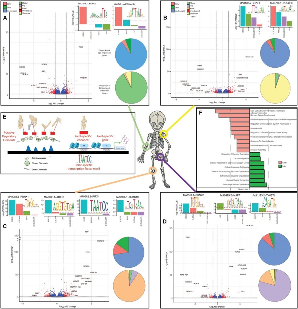 Functional genomics of human skeletal development and the patterning of height heritability