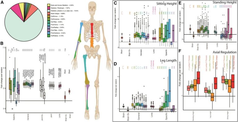 Functional genomics of human skeletal development and the patterning of height heritability