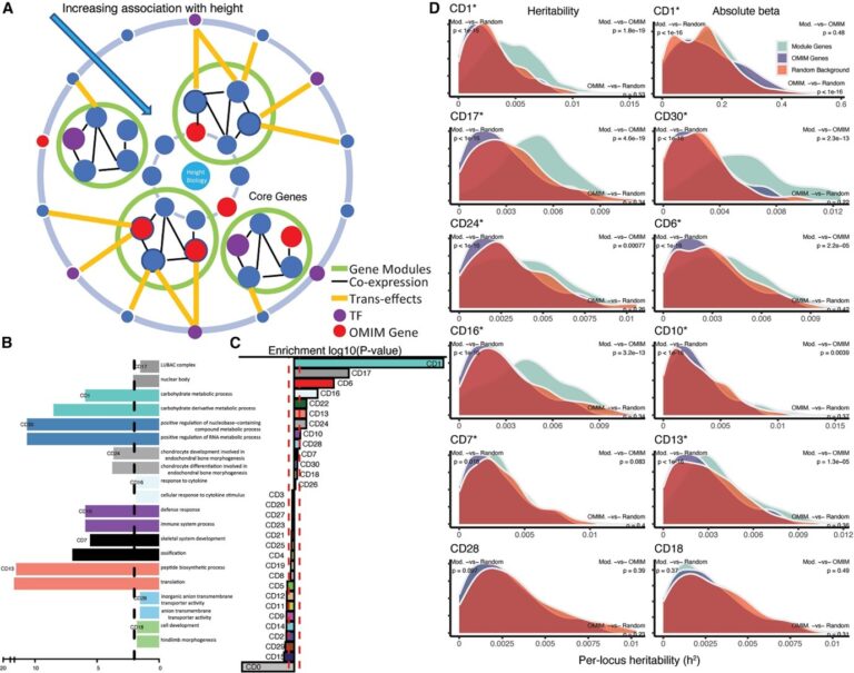 Functional genomics of human skeletal development and the patterning of height heritability