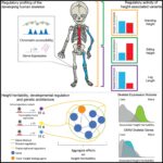 Functional genomics of human skeletal development and the patterning of height heritability