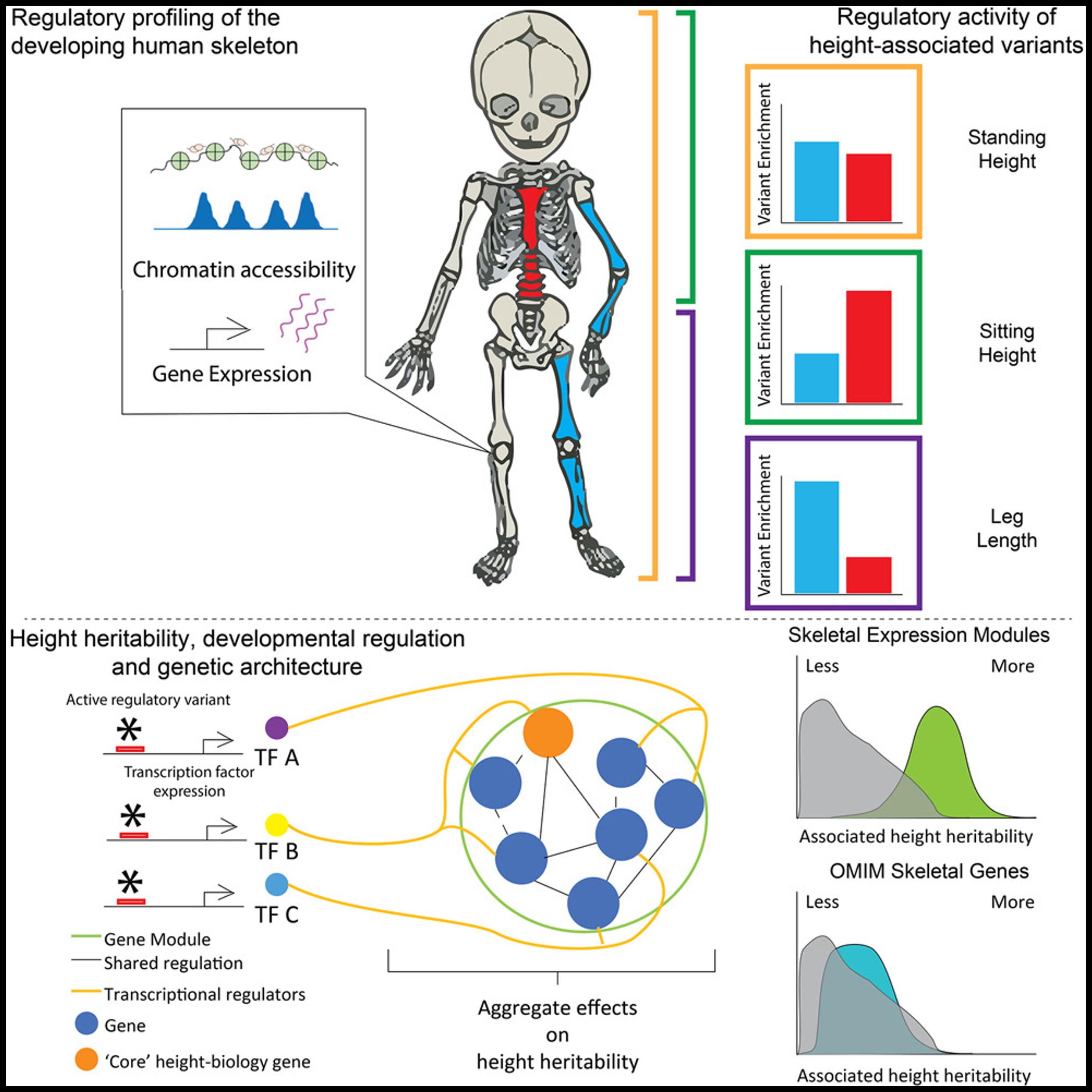 Read more about the article Functional genomics of human skeletal development and the patterning of height heritability