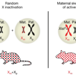 The maternal X chromosome affects cognition and brain ageing in female mice