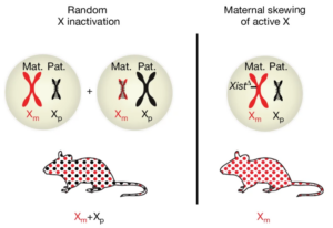 Read more about the article The maternal X chromosome affects cognition and brain ageing in female mice