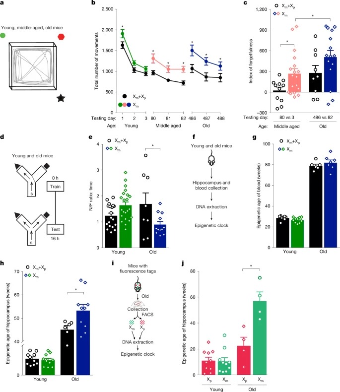 The maternal X chromosome affects cognition and brain ageing in female mice