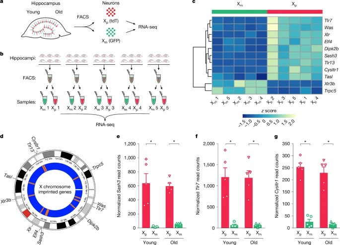 The maternal X chromosome affects cognition and brain ageing in female mice