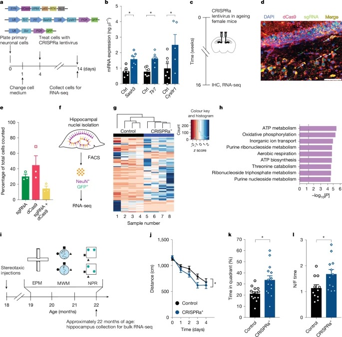 The maternal X chromosome affects cognition and brain ageing in female mice