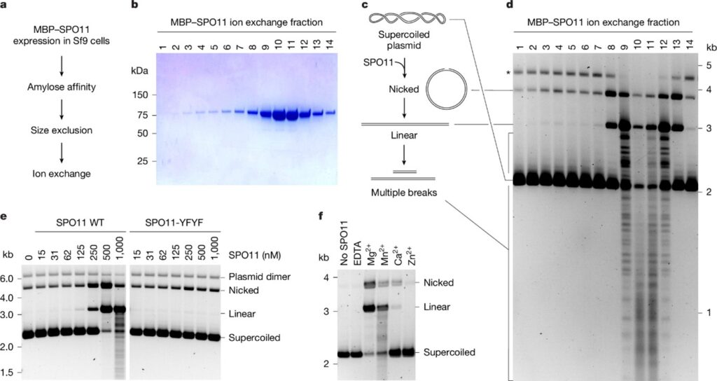 SPO11 dimers are sufficient to catalyse DNA double-strand breaks in vitro