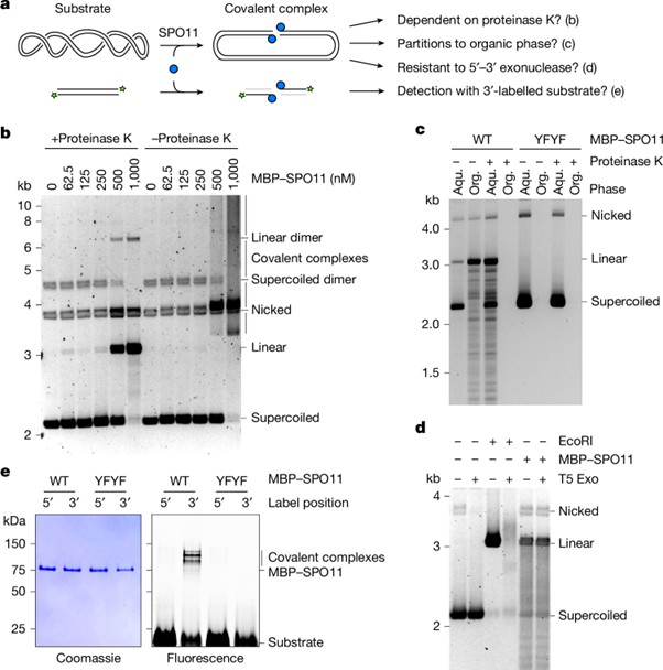 SPO11 dimers are sufficient to catalyse DNA double-strand breaks in vitro