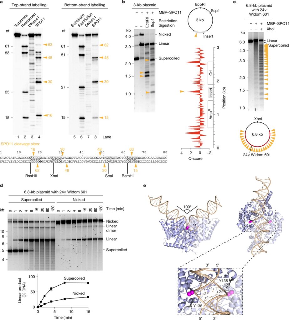 SPO11 dimers are sufficient to catalyse DNA double-strand breaks in vitro