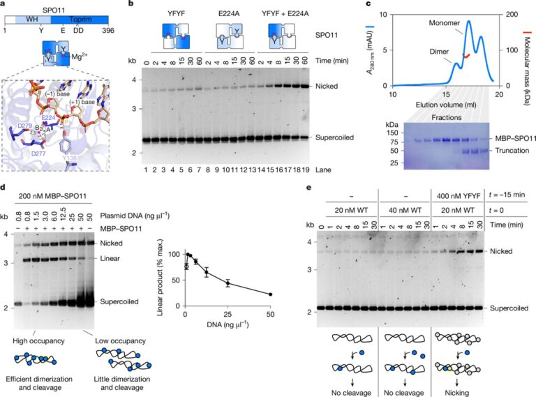 SPO11 dimers are sufficient to catalyse DNA double-strand breaks in vitro