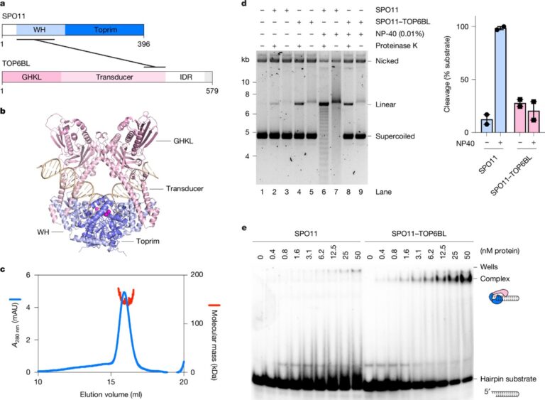 SPO11 dimers are sufficient to catalyse DNA double-strand breaks in vitro