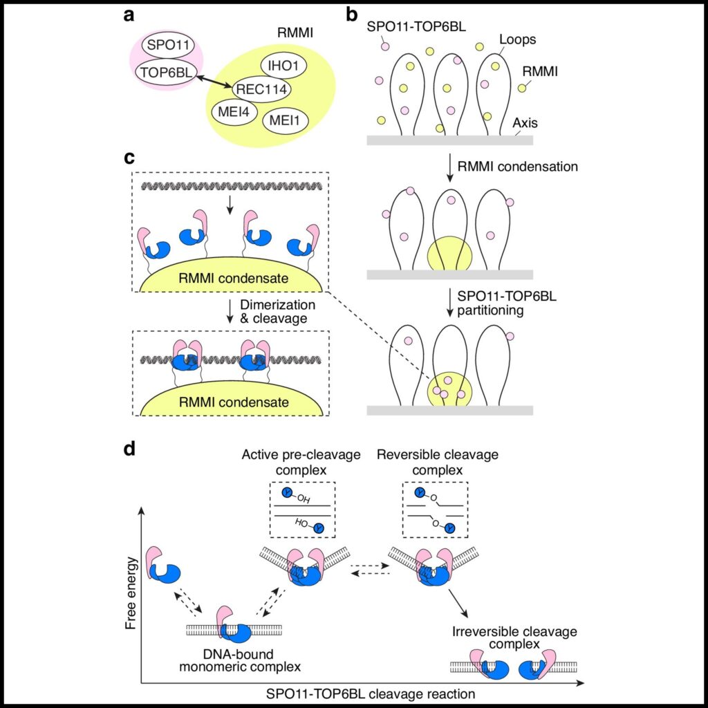 SPO11 dimers are sufficient to catalyse DNA double-strand breaks in vitro