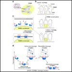 SPO11 dimers are sufficient to catalyse DNA double-strand breaks in vitro