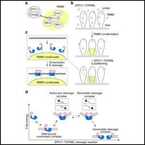 Read more about the article SPO11 dimers are sufficient to catalyse DNA double-strand breaks in vitro